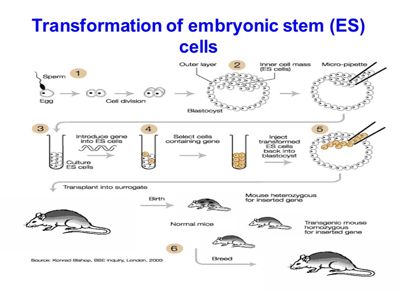 Transformation of embryonic stem (ES) cells